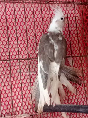 ফিমেল কোকাটেল