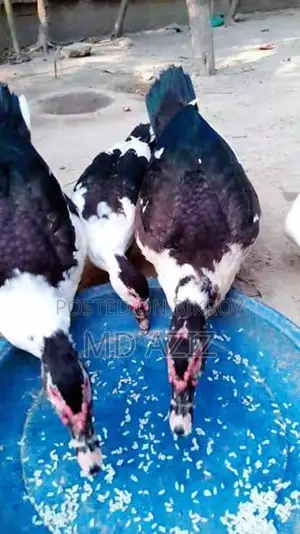 চিনা হাস