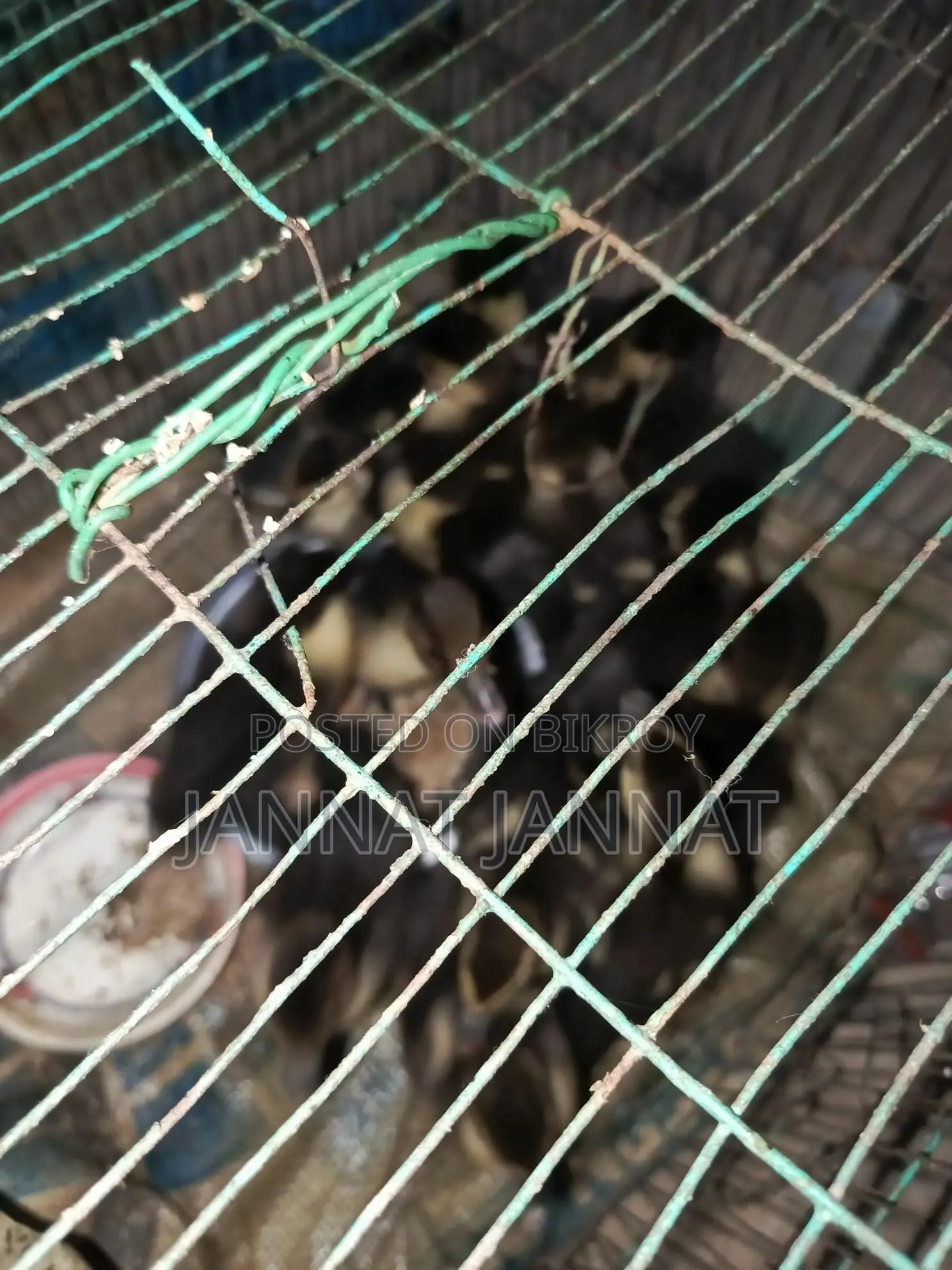 হাঁসের বাচ্চা