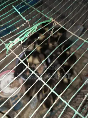 হাঁসের বাচ্চা