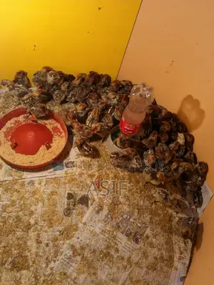 Fayoumi Chicks