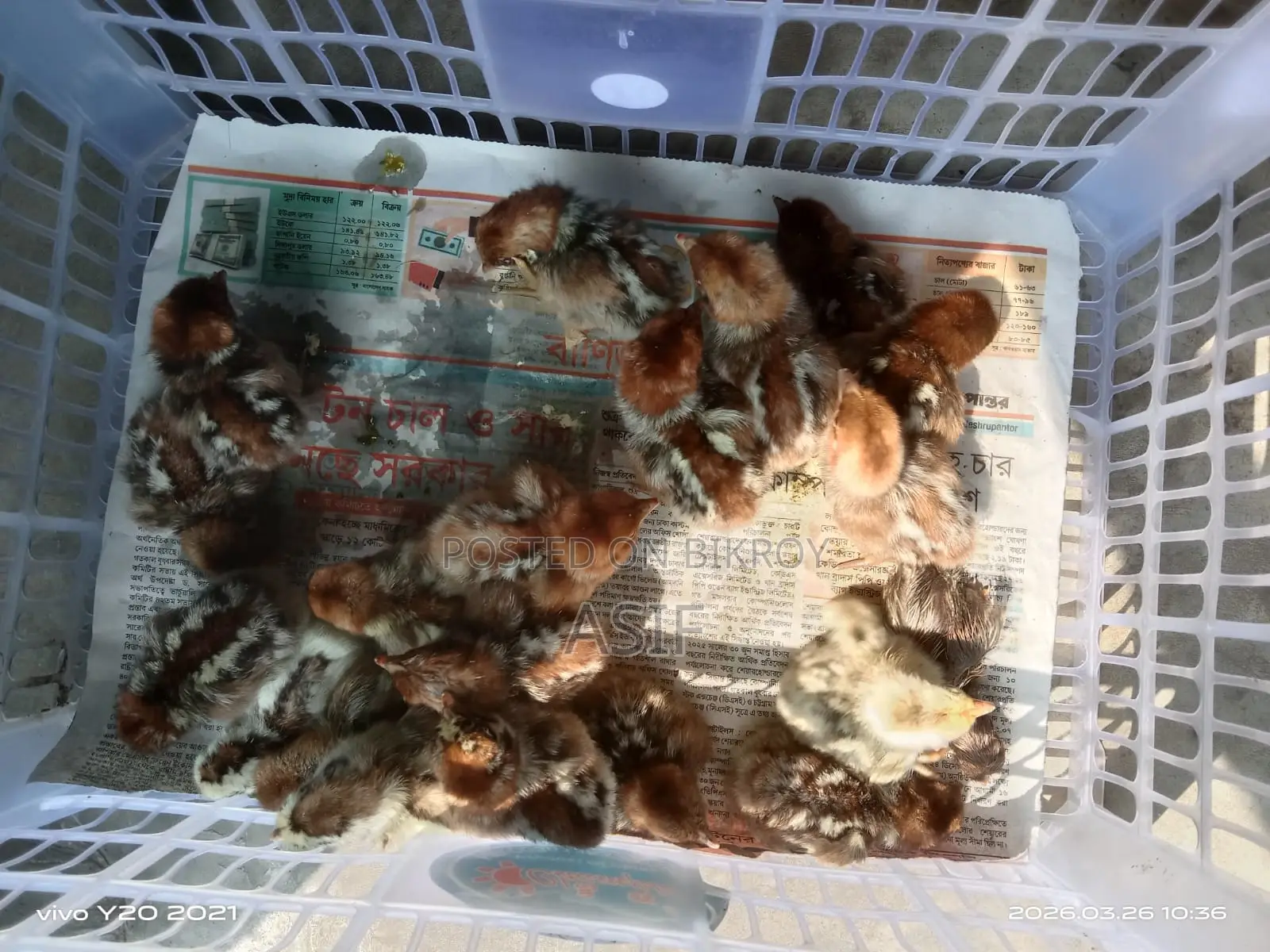 ফাউমি মুরগীর বাচ্চা