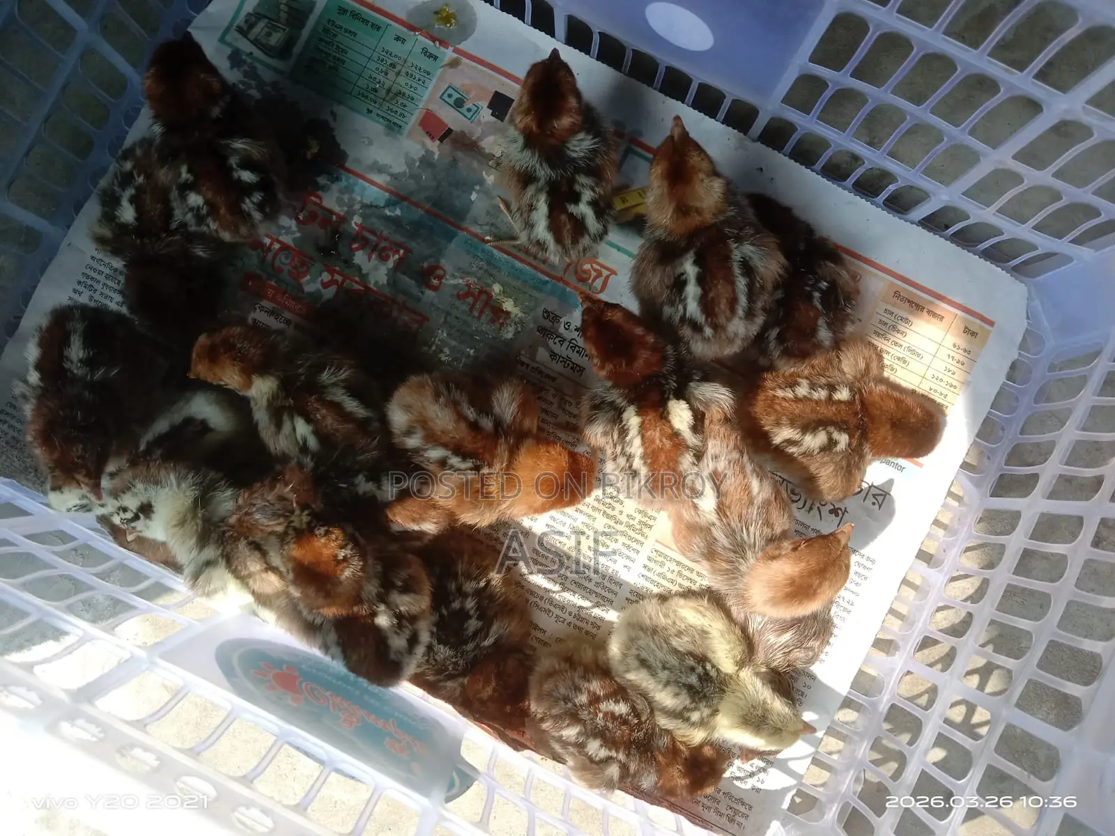 ফাউমি মুরগীর বাচ্চা