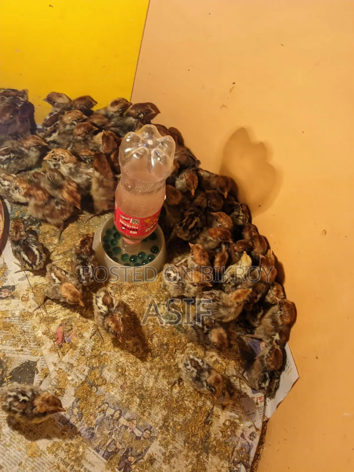 ফাউমি মুরগীর বাচ্চা
