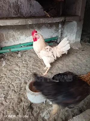 Hill Chicken