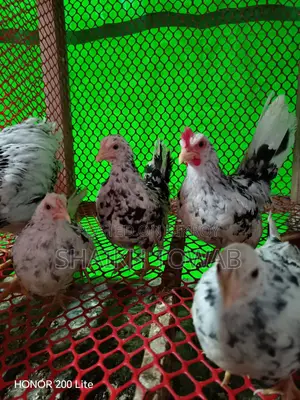 Hill Chicken