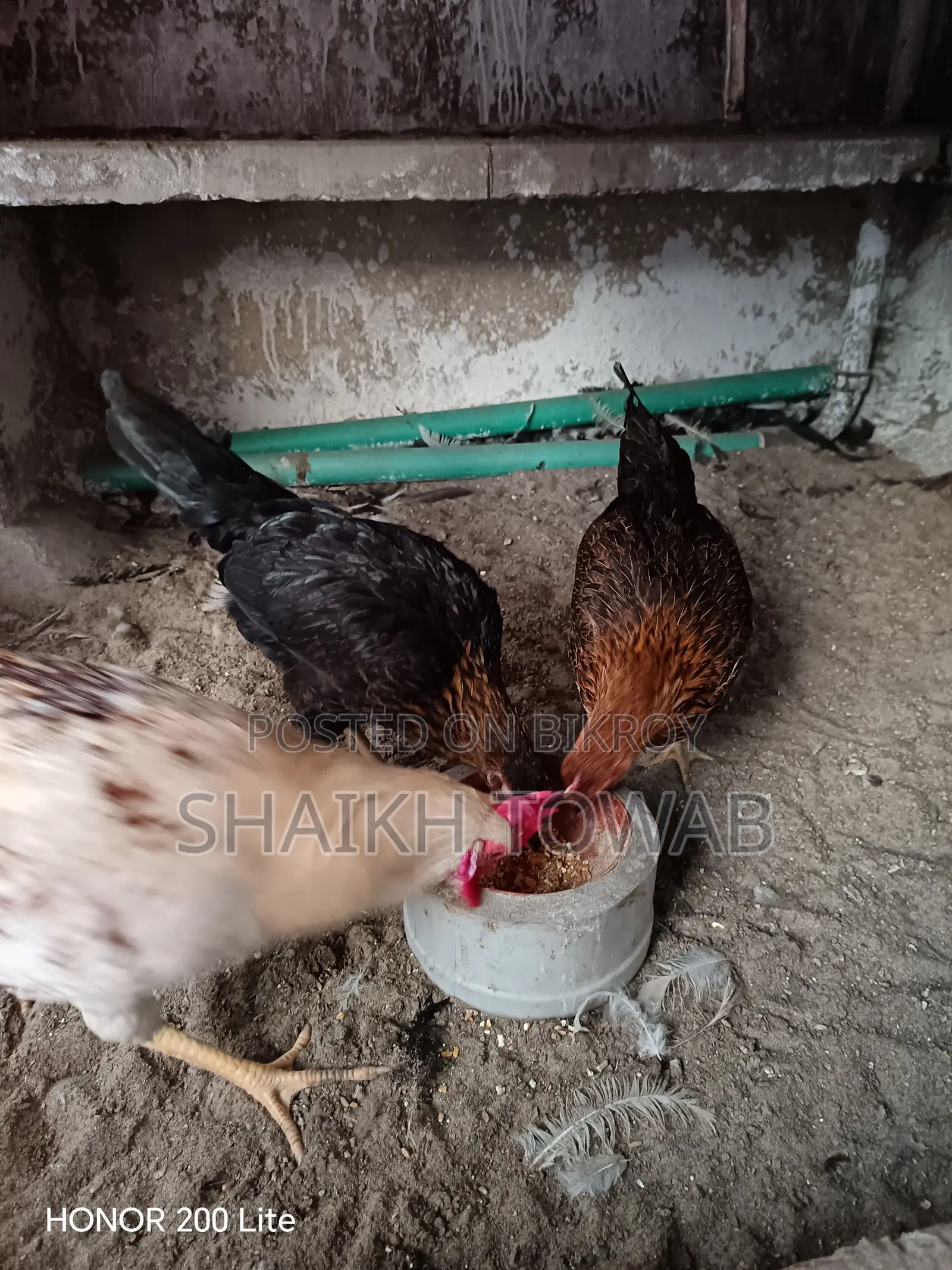 Hill Chicken