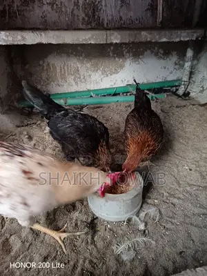 Hill Chicken