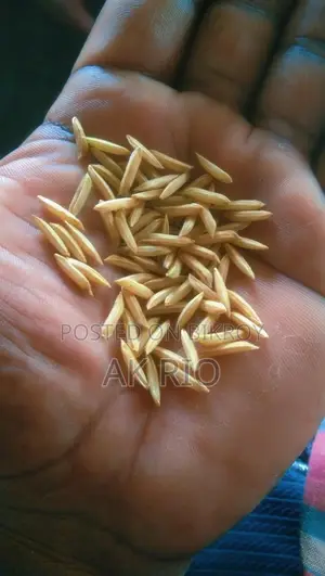Pakistani Long Basmati Rice