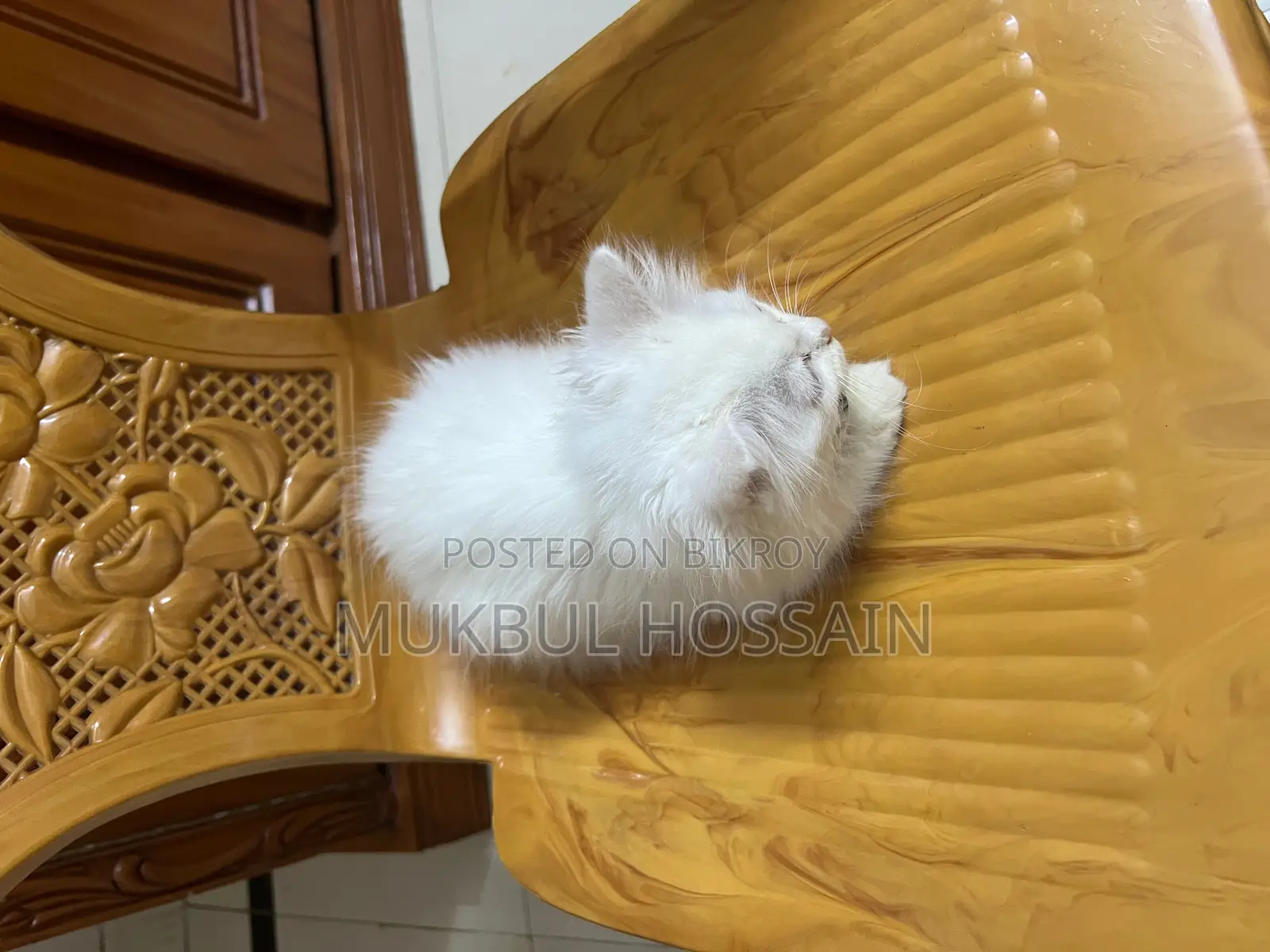 পারশিয়ান