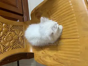 পারশিয়ান