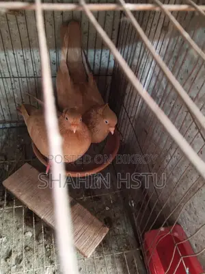 গিয়াচুল্লি কবুতর