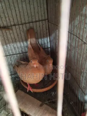 গিয়াচুল্লি কবুতর