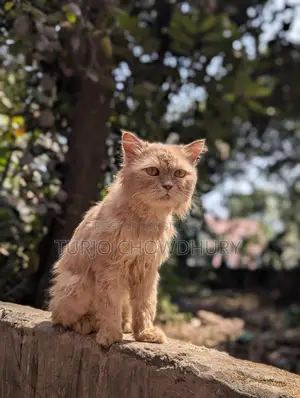 Persian Cat