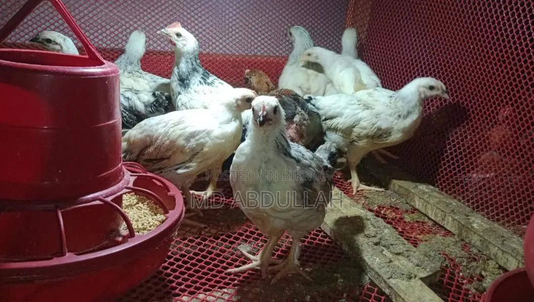 Tiger Chickens for Sale at Affordable Prices
