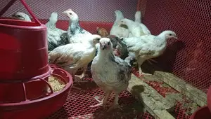টাইগার মুরগি বিক্রি হবে স্বল্প মূল্যে