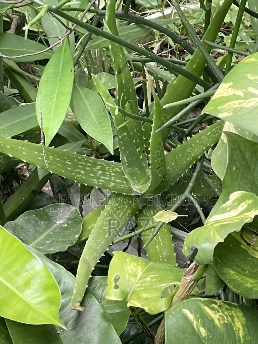 Indoor Plant