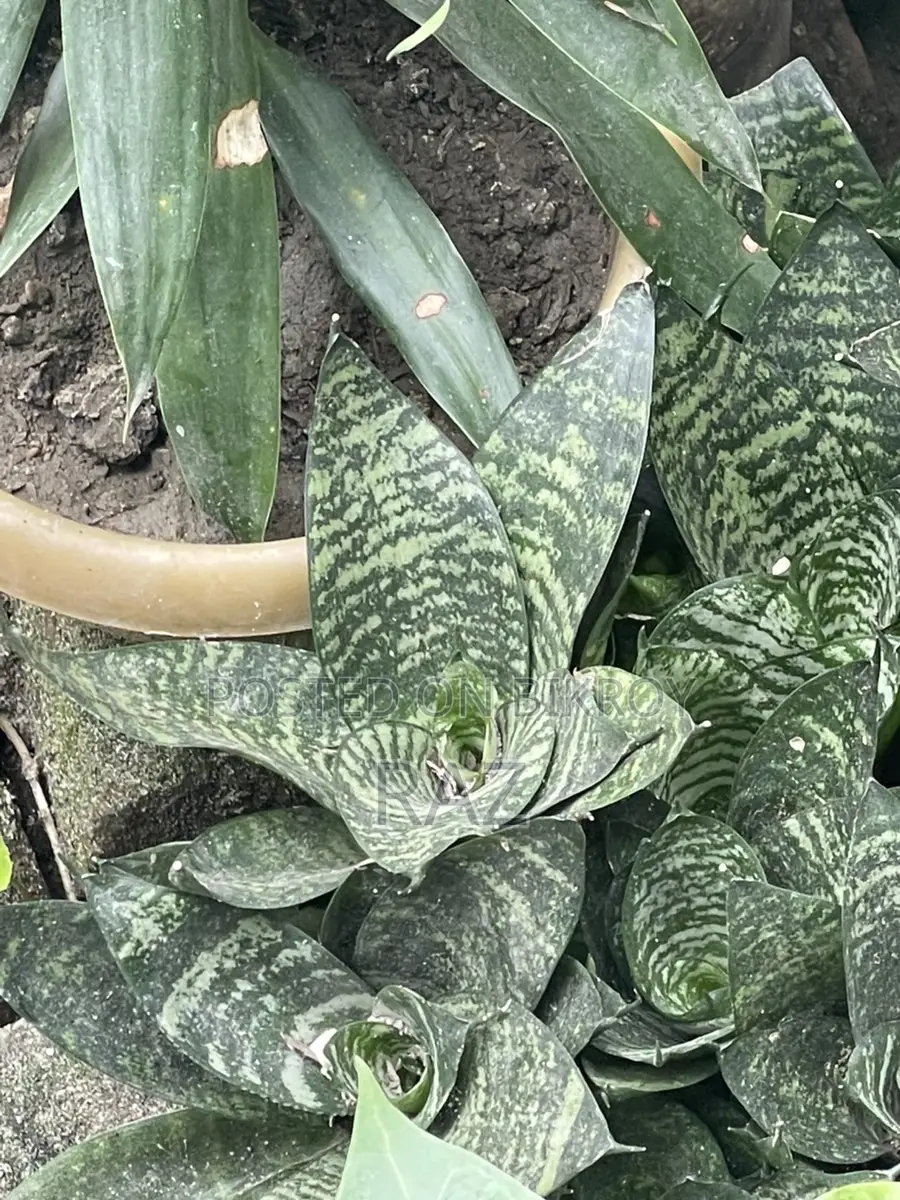 Indoor Plant