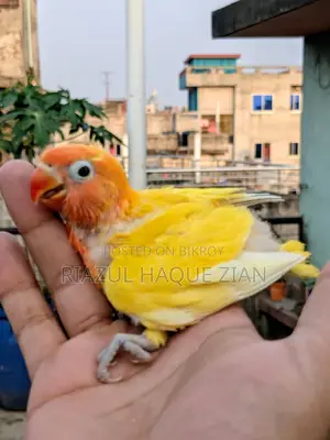 টেম সাইজ ইয়েলো রেড হেড ফিশার বেবি !! হাত বদল হবে