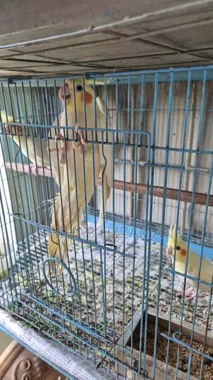 ককাটেল পাখি