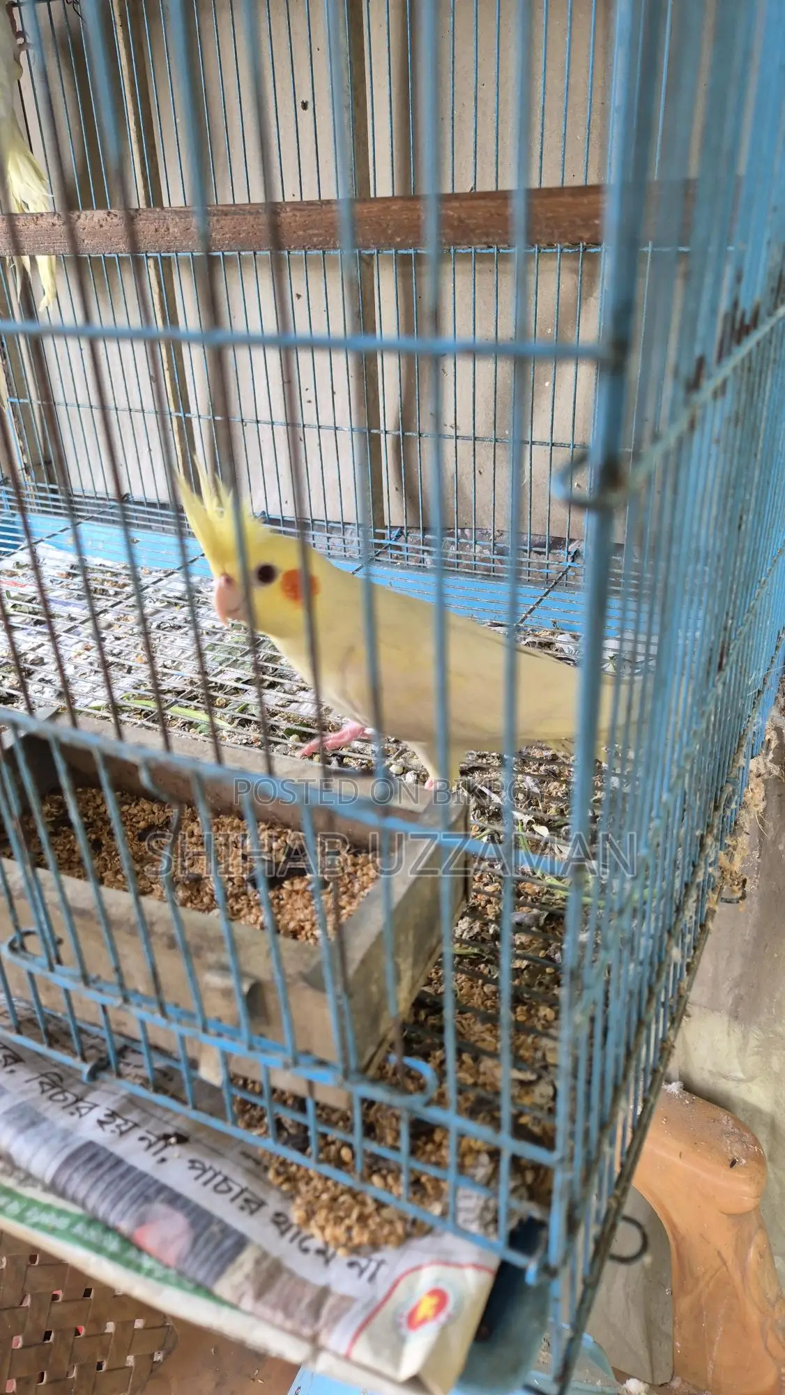 ককাটেল পাখি