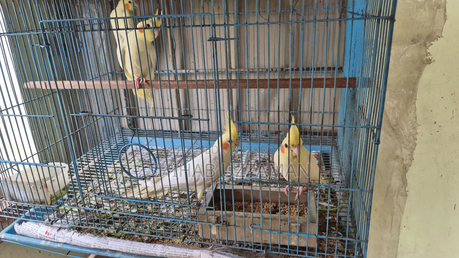 ককাটেল পাখি