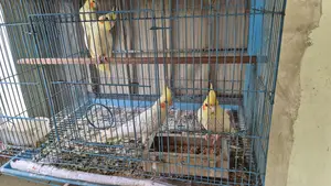 ককাটেল পাখি