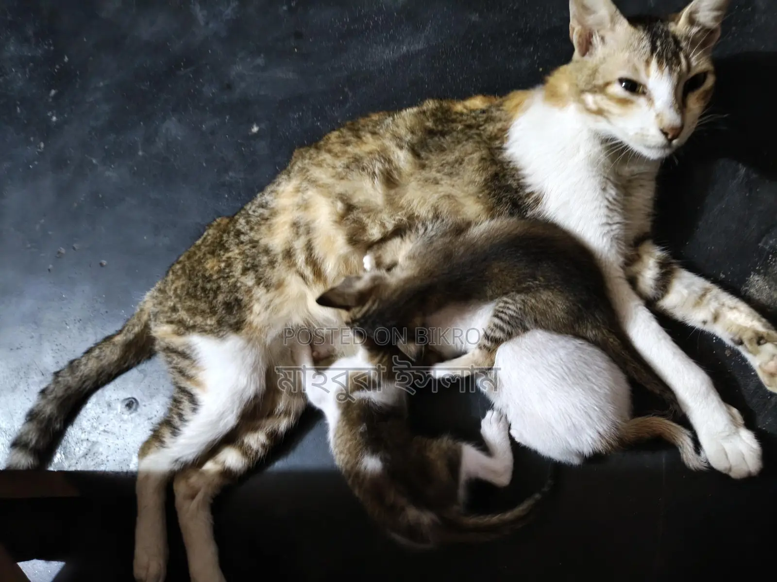 Mixed Breed Kittens