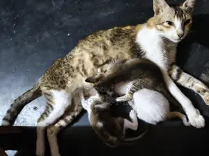Mixed Breed Kittens