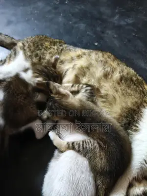 Mixed Breed Kittens