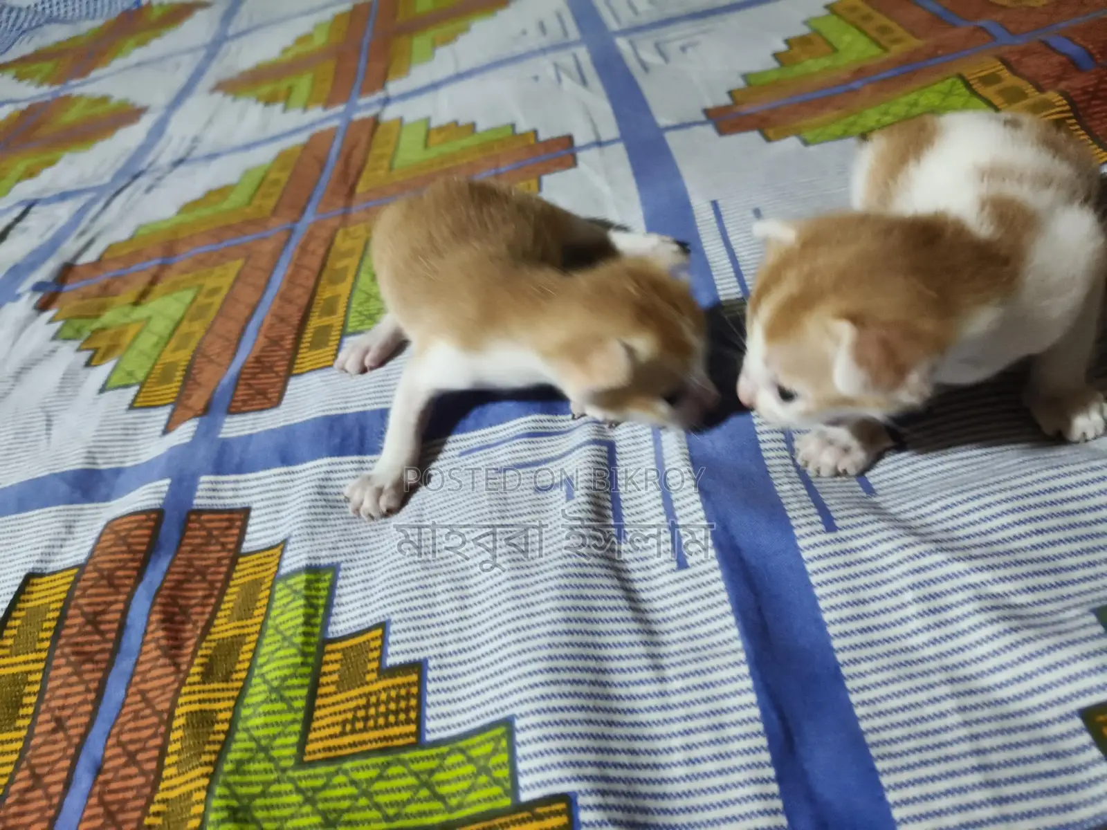 Mixed Breed Kittens