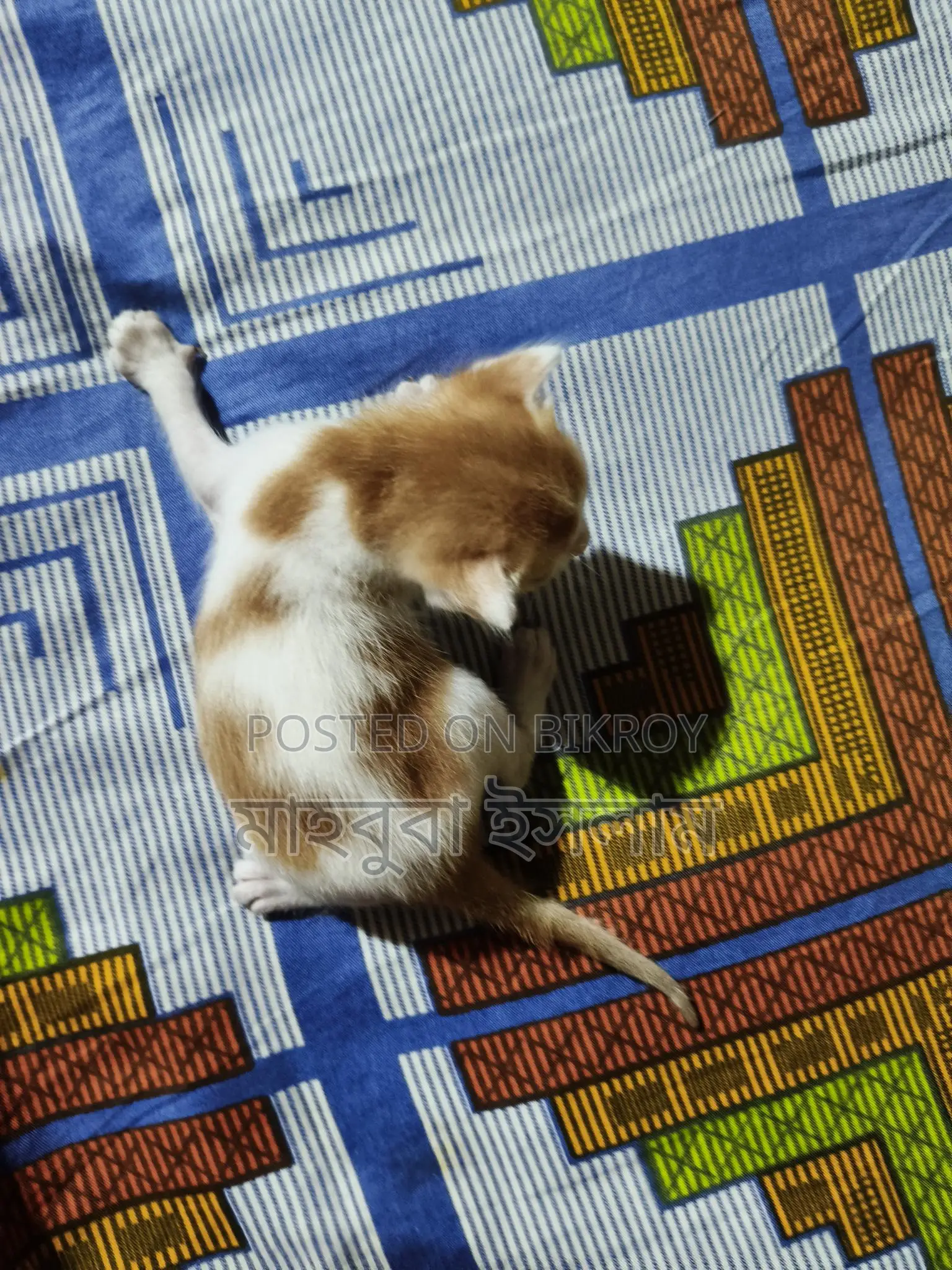 Mixed Breed Kittens