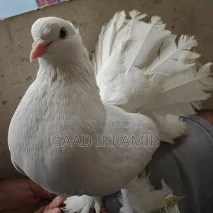 White Fantail Adult Male Pigeon/ Lokkha Kobutor/স্প্রিং সাদা কবুতর নর
