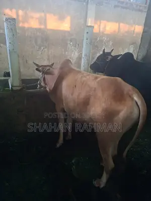 দেশি গরু বিক্রি