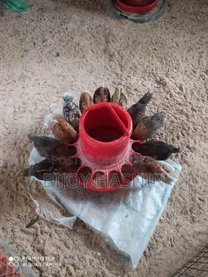 টাইগার মুরগী