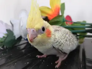 Chinamon Baby
