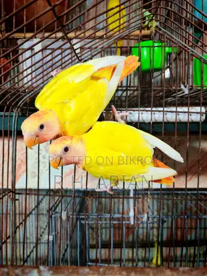 Red Head Oppaline Lovebird