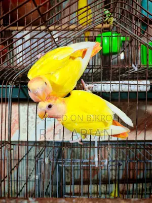 Red Head Oppaline Lovebird