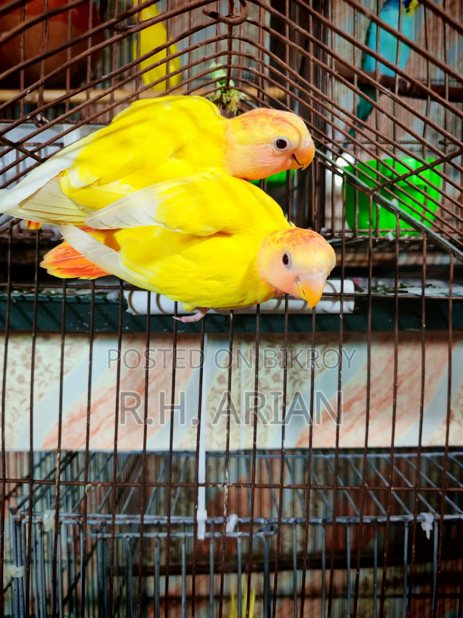Red Head Oppaline Lovebird