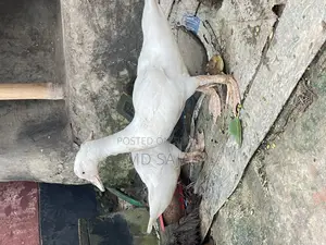 সাদা চিনা হাঁসের ৩ মাসের বাচ্চা