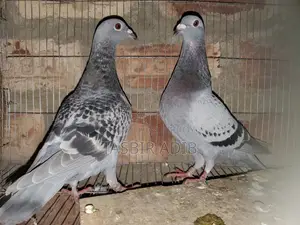 কবুতর