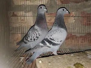কবুতর