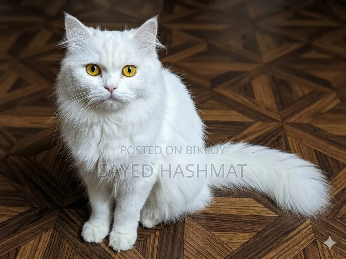 Persian White Female Cat