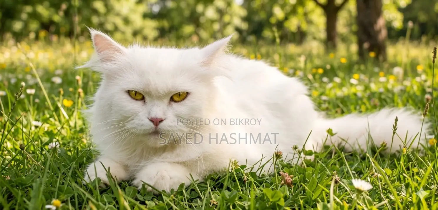 Persian White Female Cat