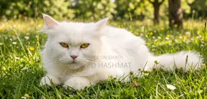 Persian White Female Cat