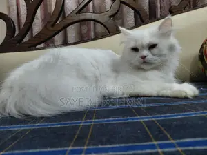 Persian White Female Cat