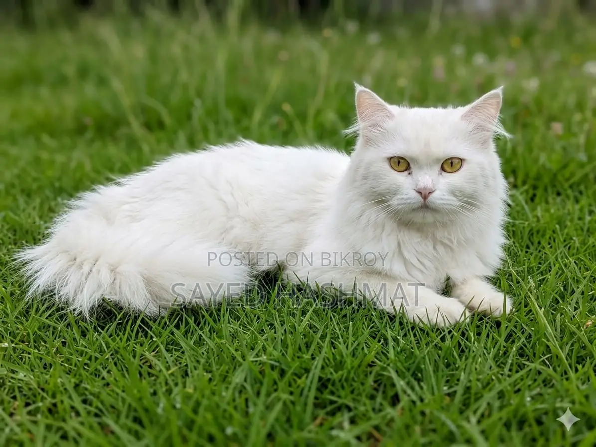 Persian White Female Cat