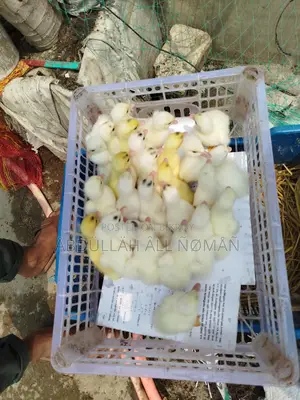 চিনা হাঁস এর বাচ্চা
