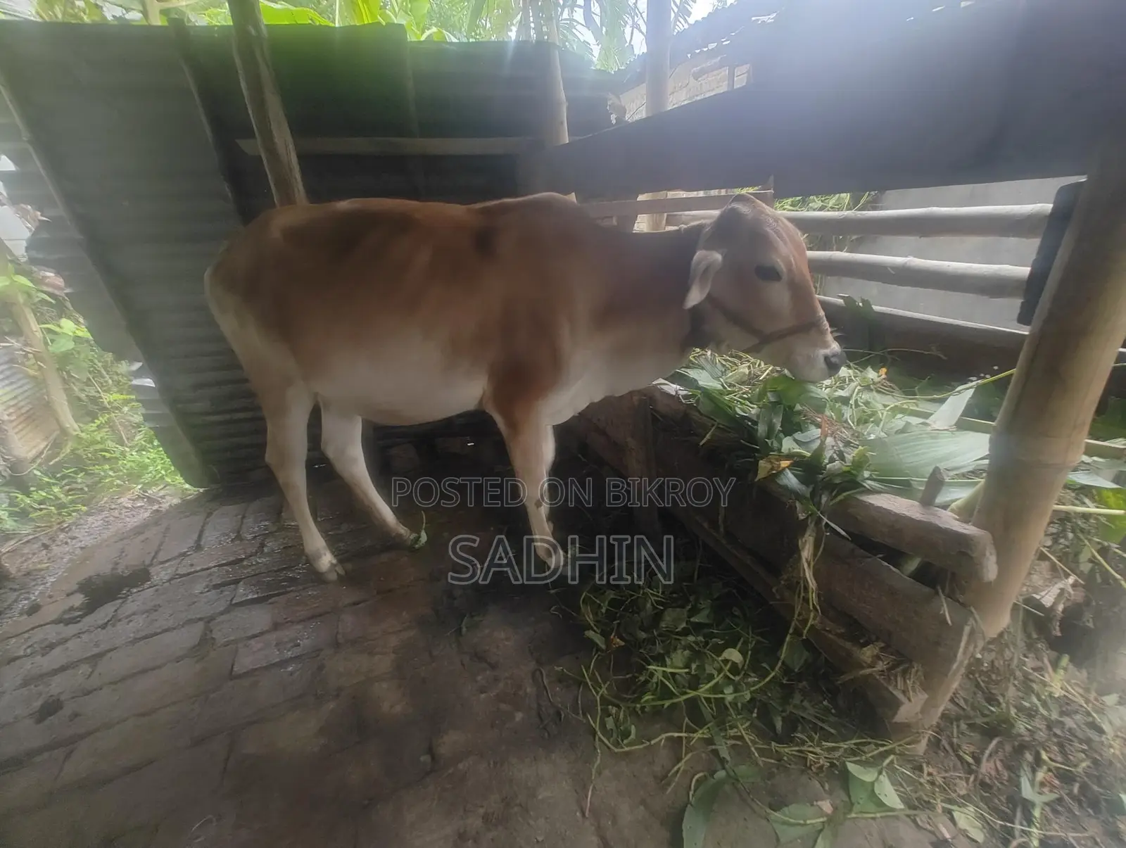 Cow for Sale