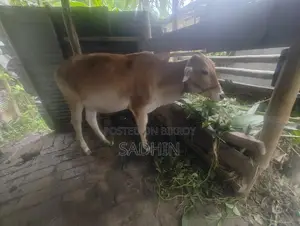 গরু হাতবদল